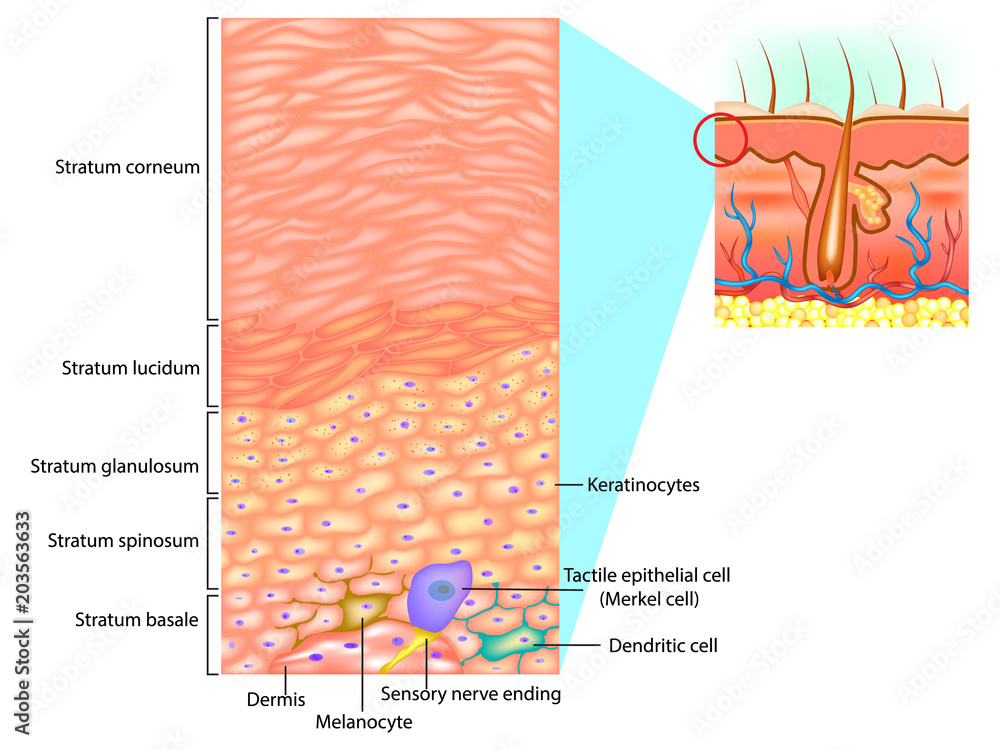 Epidermal cells and layers of the epidermis. This illustration shows a