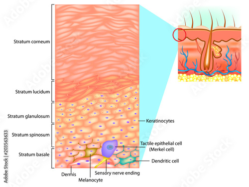 Epidermal cells and layers of the epidermis. This illustration shows a cross section of the epidermis. photo