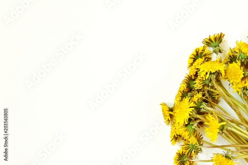 Fototapeta Naklejka Na Ścianę i Meble -  gentle dandelions