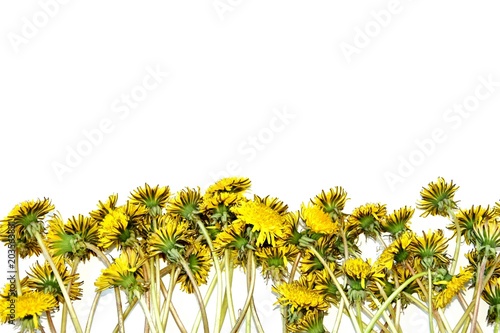 Fototapeta Naklejka Na Ścianę i Meble -  gentle dandelions