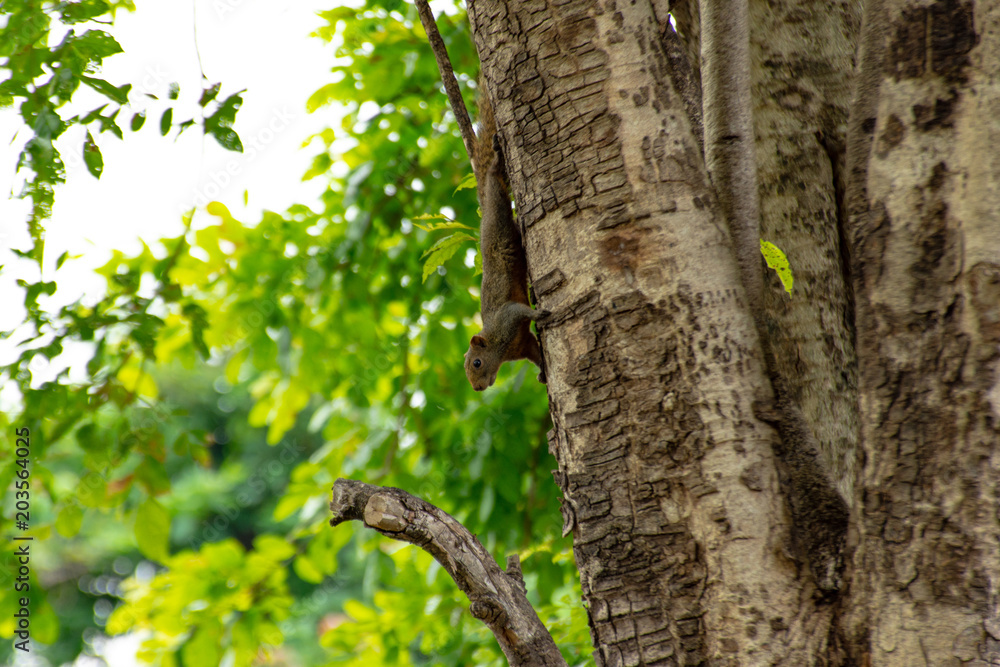 Obraz premium Squirrel perched on a tree