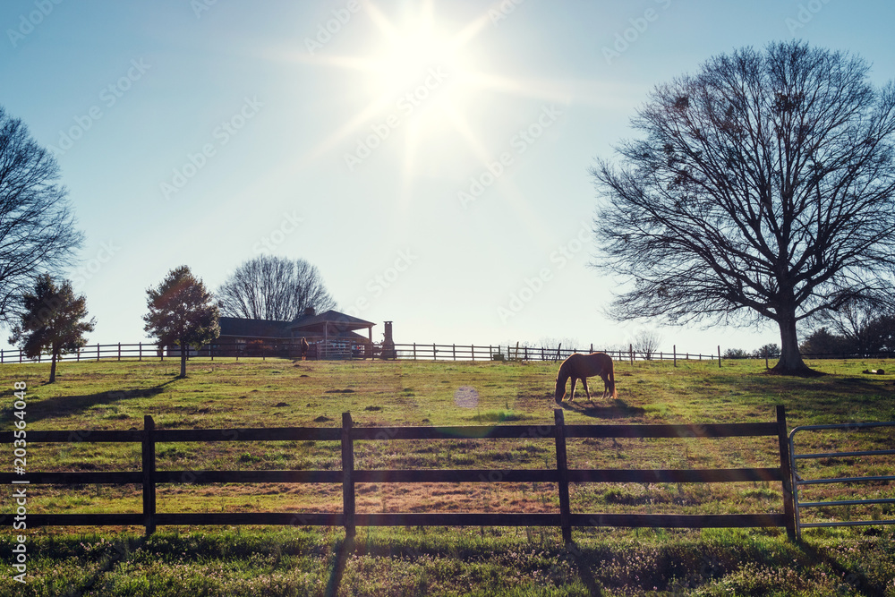 Rural landscape on a farm with horses at sunset