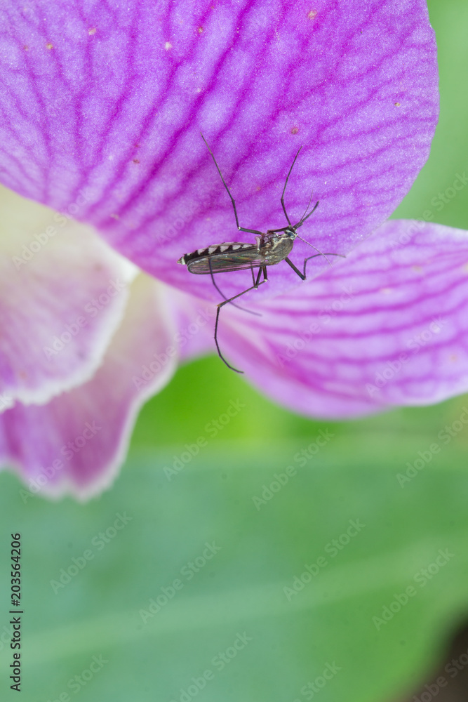 edes aegypti Mosquito. Close up a Mosquito Mosquito on leaf,Mosquito Vector-borne diseases,Chikungunya.Dengue fever.Rift Valley fever.Yellow fever.Zika virus. edes aegypti Mosquito. Close up a Mosquito Mosquito on leaf,Mosquito Vector-borne diseases,Chikungunya.Dengue fever.Rift Valley fever.Yellow fever.Zika virus.