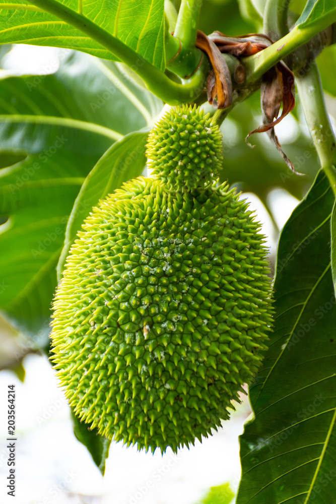 Effects of Artocarpus altilis Effects of Artocarpus altilis