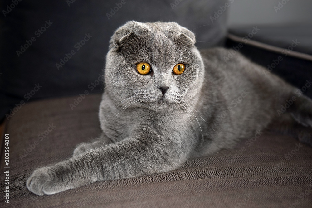 portrait of scottish fold cat