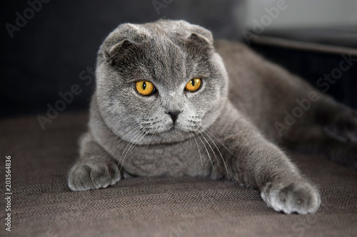 Fotografia portrait of scottish fold cat