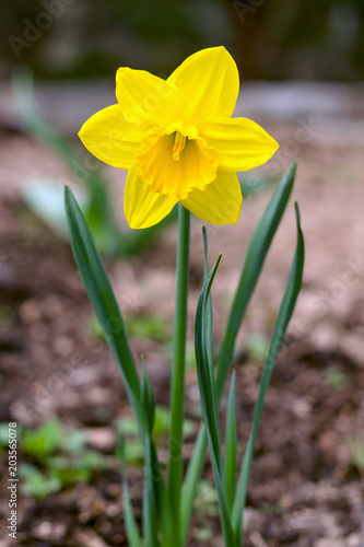 Yellow daffodil flower or narcissus, in green grass during spring.