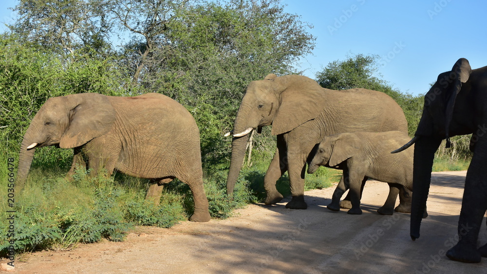 Fototapeta premium Elephants crossing gravel road in Kruger national park in South Africa
