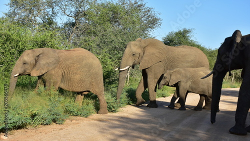 Elephants crossing gravel road in Kruger national park in South Africa