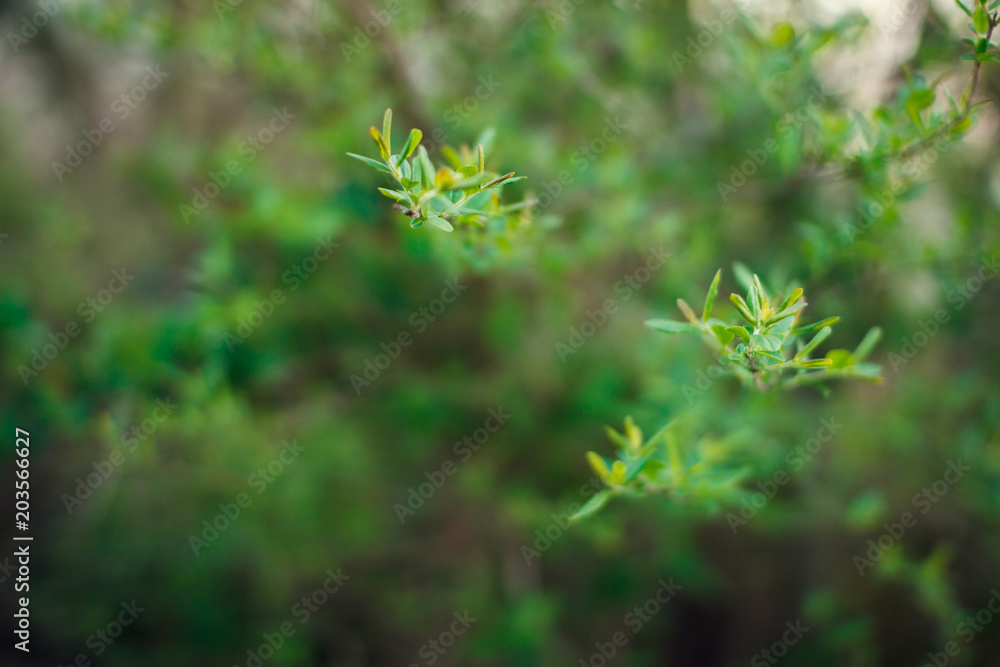 The first spring gentle leaves, buds and branches The first spring gentle leaves, buds and branches
