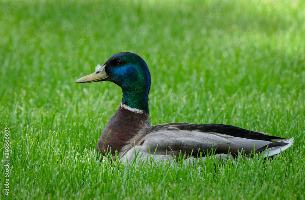mallard duck mallard duck