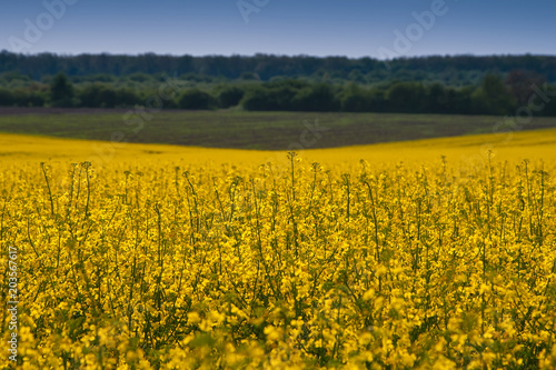 Field of bright yellow rapeseed in spring.