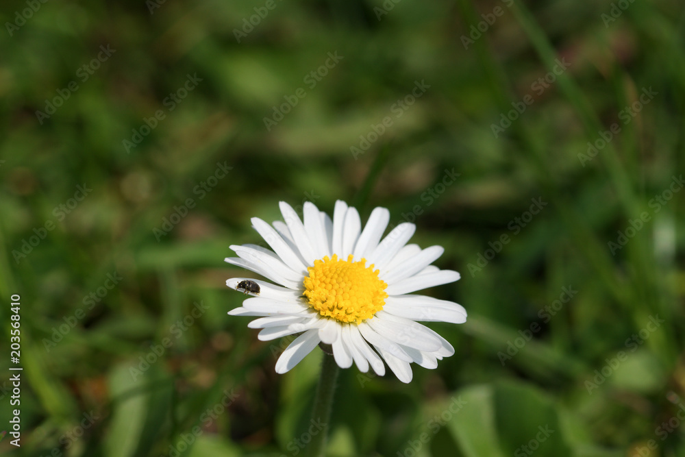 Small beetle bug with pollen from a daisy wild flower Small beetle bug with pollen from a daisy wild flower