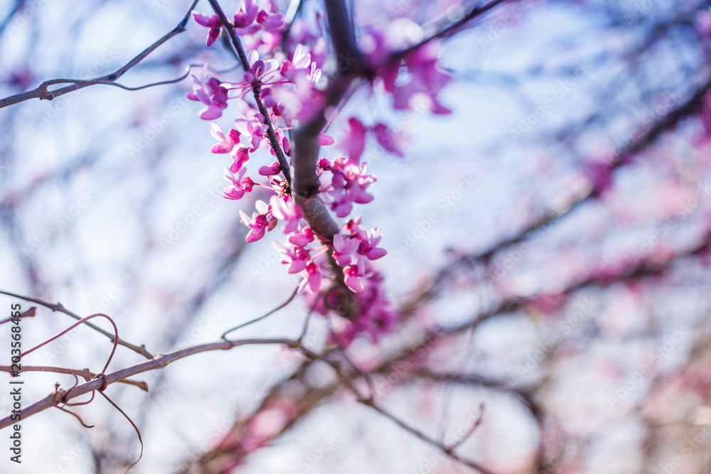 Macro of eastern redbud tree's. Blooming Judas tree. Cercis siliquastrum, canadensis. Pink flowers banch. Summer and spring concept, copy space