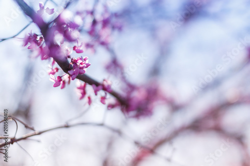 Macro of eastern redbud tree's. Blooming Judas tree. Cercis siliquastrum, canadensis. Pink flowers banch. Summer and spring concept, copy space © Liudmila