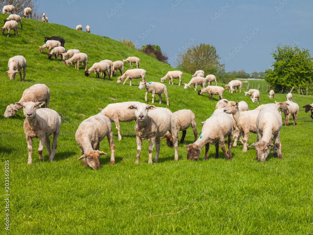Sheep on a dike of the Elbe River in Hetlingen, Haseldorfer Marsch, Schleswig Holstein, Germany, Europe