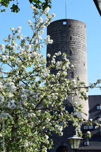 Blüten vor Genovevaburg photo