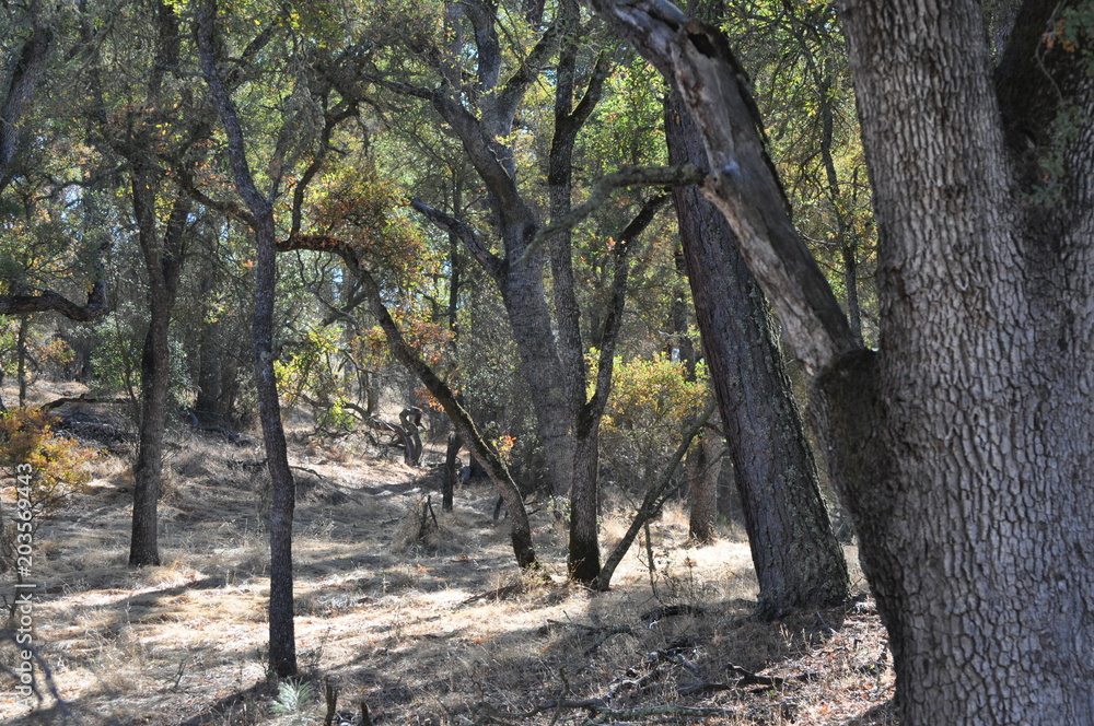 Dry woods near Hogan Lake, California Dry woods near Hogan Lake, California