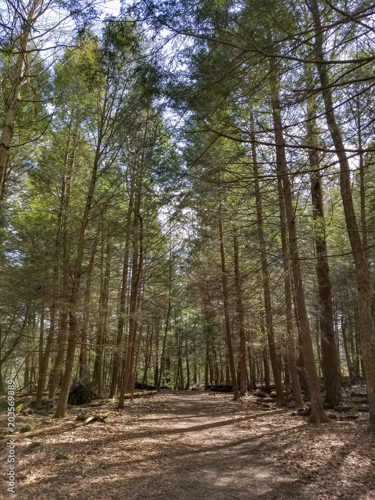 Tunnel of Trees Tunnel of Trees