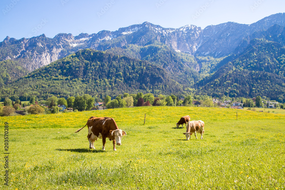 Kühe auf saftiger Wiese, Bergpanorama und blauer Himmel