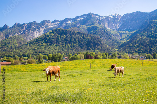 Kühe auf saftiger Wiese, Bergpanorama und blauer Himmel