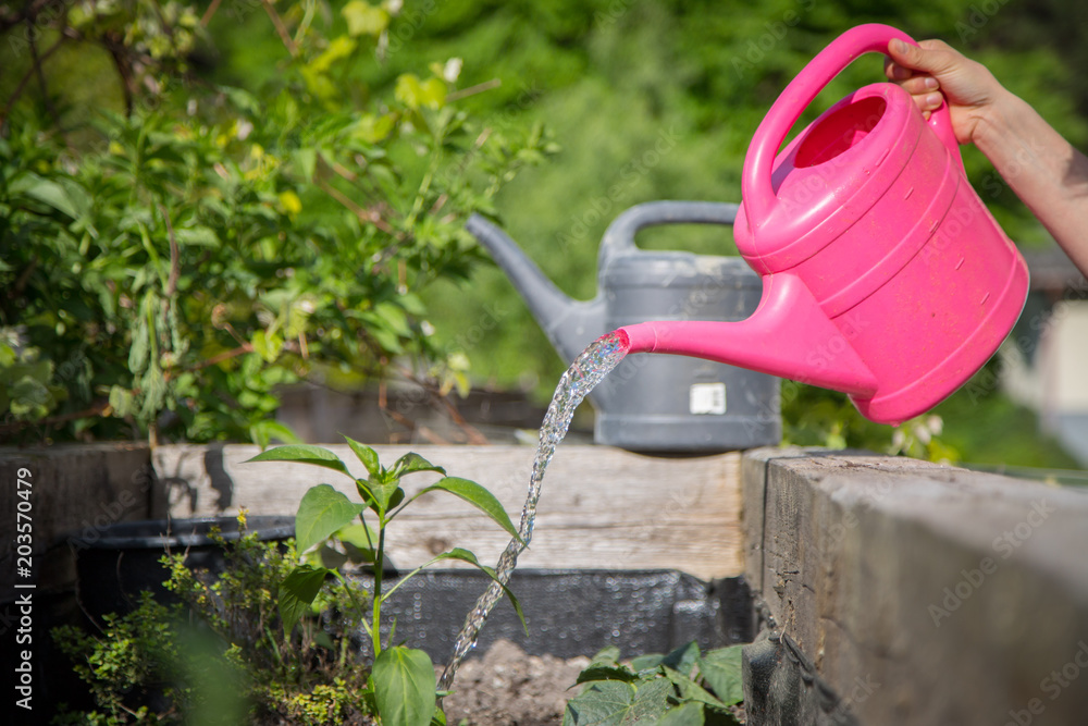 Blumen gießen im eigenen Garten, Hochbeet, Gartenarbeit