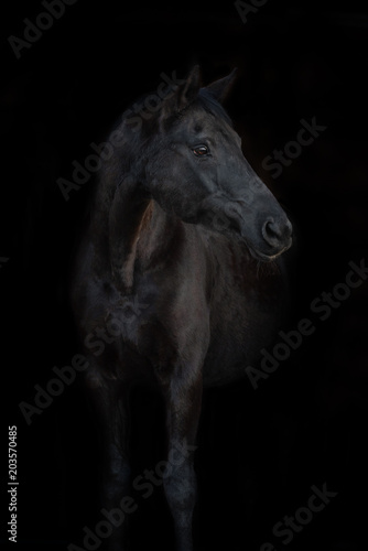 Schwarzes Pferd vor schwarzem Hintergrund