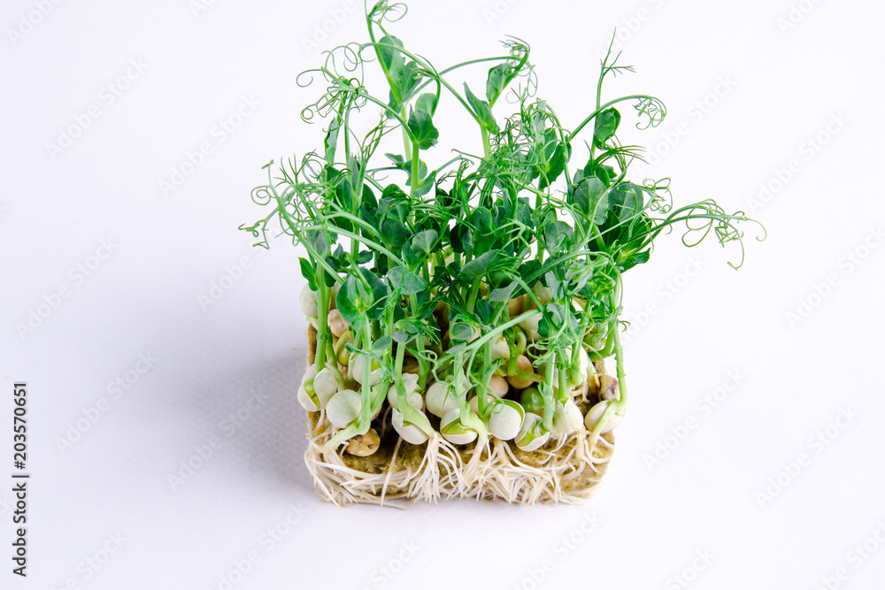 Home grown microgreens - organic sprouts grown in petri dish on white background. Sprouts are source of myrosinase enzyme and sulforaphane as anticancer treatment. Home grown microgreens - organic sprouts grown in petri dish on white background. Sprouts are source of myrosinase enzyme and sulforaphane as anticancer treatment.