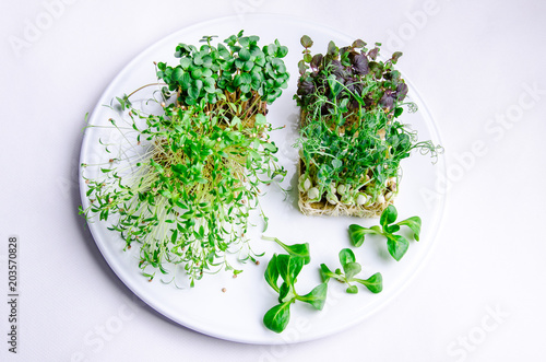 Home grown microgreens - group organic pea, broccoli sprouts grown in petri dish on white background. Sprouts are source of myrosinase enzyme and sulforaphane as anticancer treatment. photo