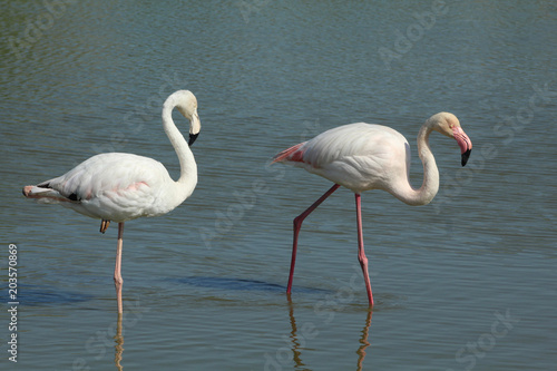 Flamant rose Phoenicopterus roseus en camargue en france