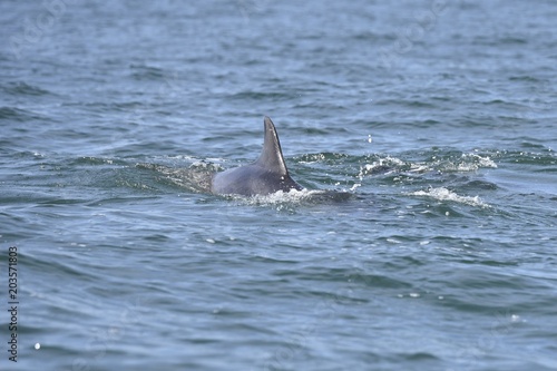 Dauphin dans la baie de St Malo