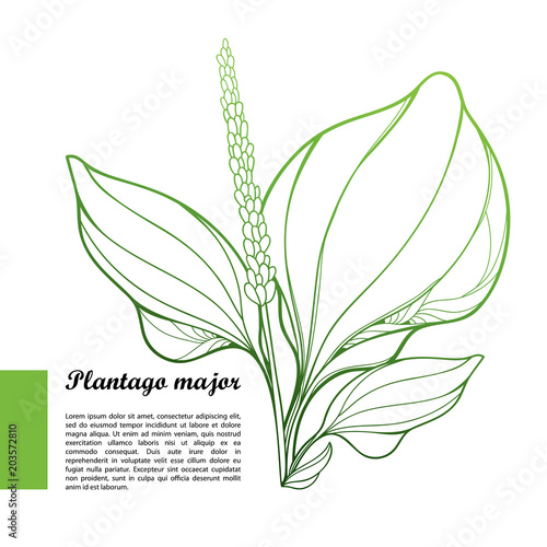 Vector Plantago major or Plantain rosette of ornate outline leaves and seed in pastel green isolated on white background. Medicinal perennial herb Plantain bunch in contour style for summer design. 