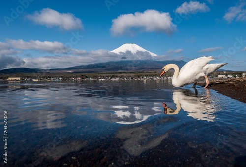 Beautiful white swan at Yamanakako lake with Fuji Mountain