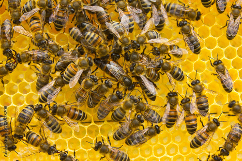 Queen bee lays eggs in the honeycomb