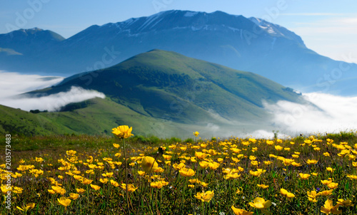 Scenic view of blooming wildflowers in Monti Sibillini National Park with fog at sunrise.