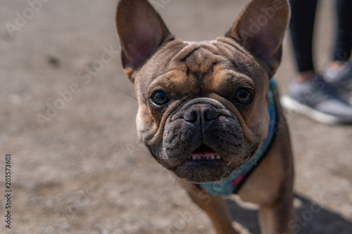 Close up french bulldog outside © LinedPhotography