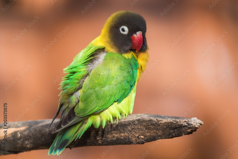 Yellow-collared lovebird on a branch