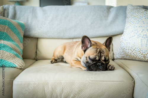 French bulldog laying on couch