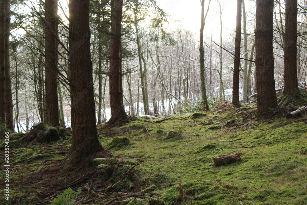 Obraz premium Clearing in the trees