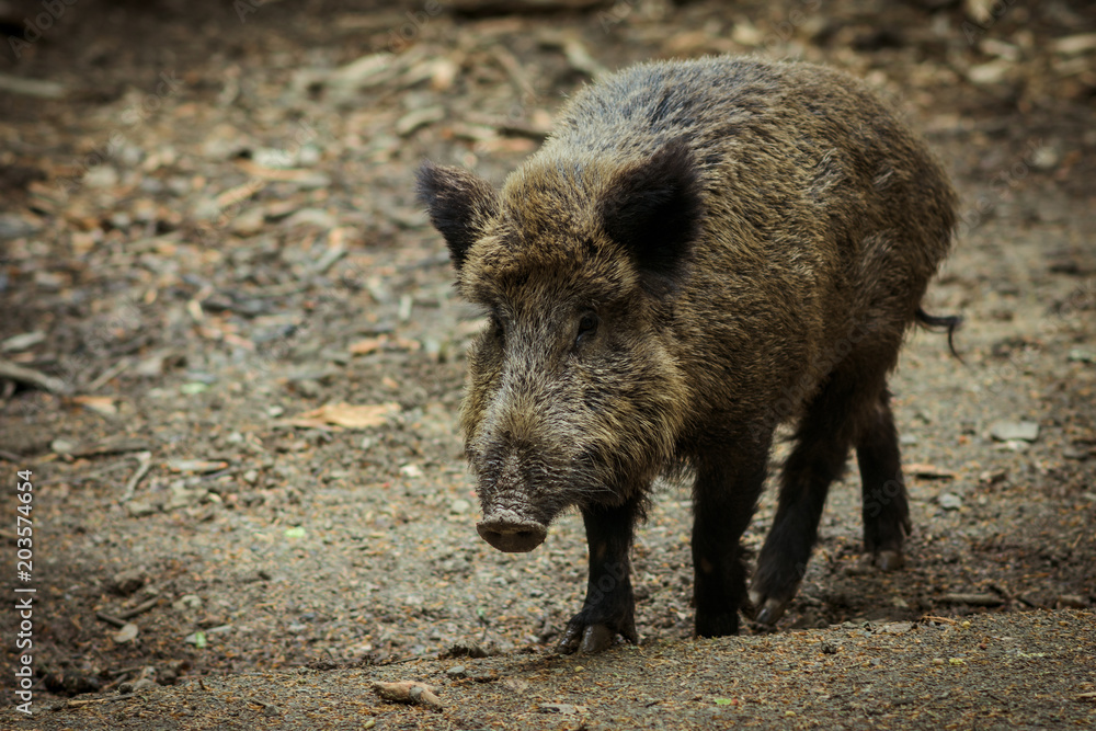 Portrait eines Wildschweins im Wald Portrait eines Wildschweins im Wald