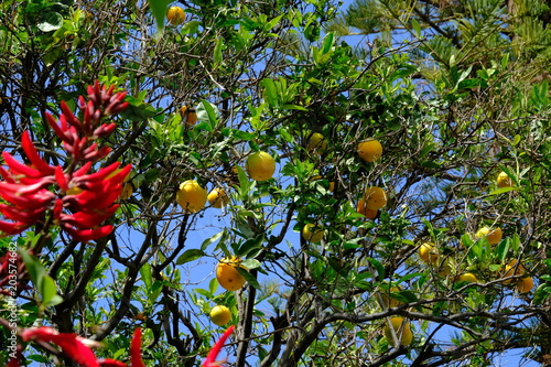 Im Taoropark der schönsten Garten und Park Landschaft in Puerto de la Cruz auf Teneriffa. photo