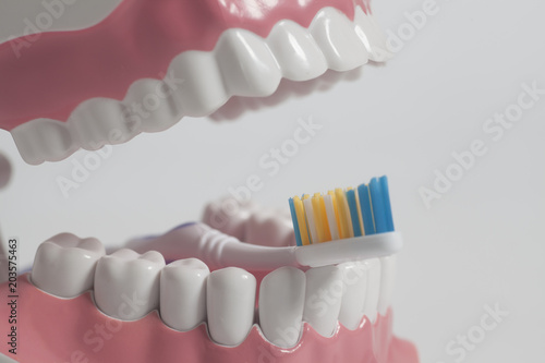 Teeth human model with color toothbrush. Dental care concept. photo