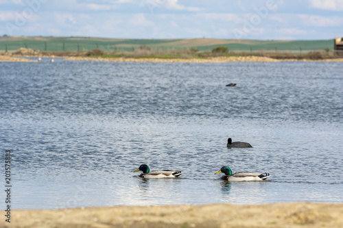 Aves acuáticas en la laguna de Villafafila en la provincia de Zamora