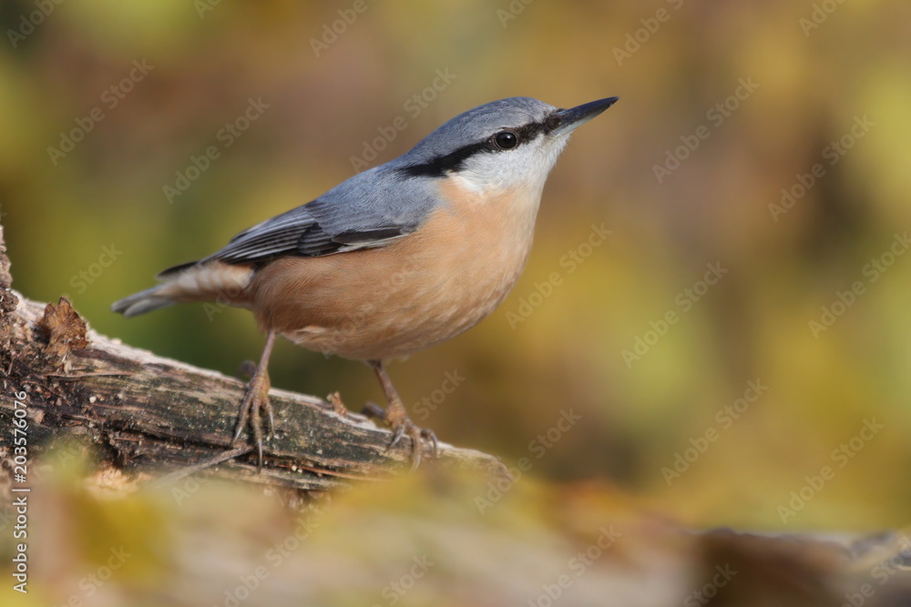 urasian nuthatch (Sitta europaea) sits on the branch. nuthatch in the nature habitat. Wildlife scene from fall forest.