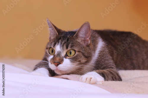 Funny colorful domestic cat with big eyes. Felis sivestris. photo