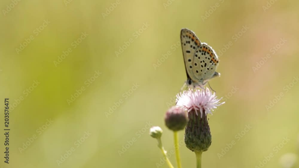 Close up of Butterfly Sooty Copper (Lycaena tityrus) male on flower. Camera: Canon 5DII. No sound. Close up of Butterfly Sooty Copper (Lycaena tityrus) male on flower. Camera: Canon 5DII. No sound.