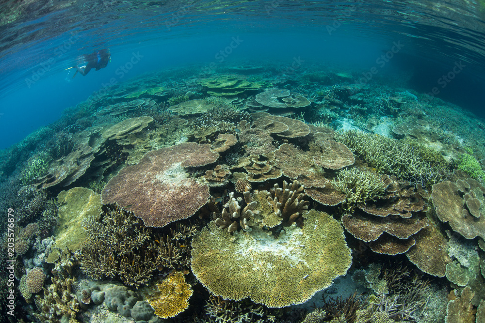 Fototapeta premium Beautiful Corals and Snorkeler in Raja Ampat