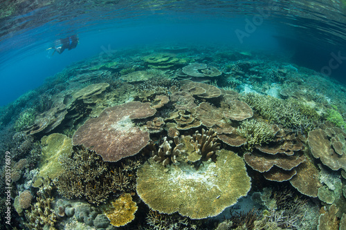 Beautiful Corals and Snorkeler in Raja Ampat