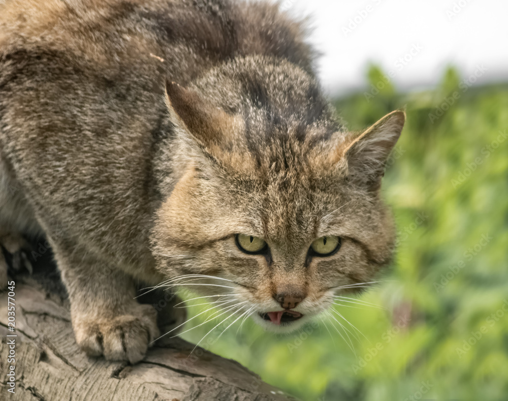 Im Blick der Wildkatze 