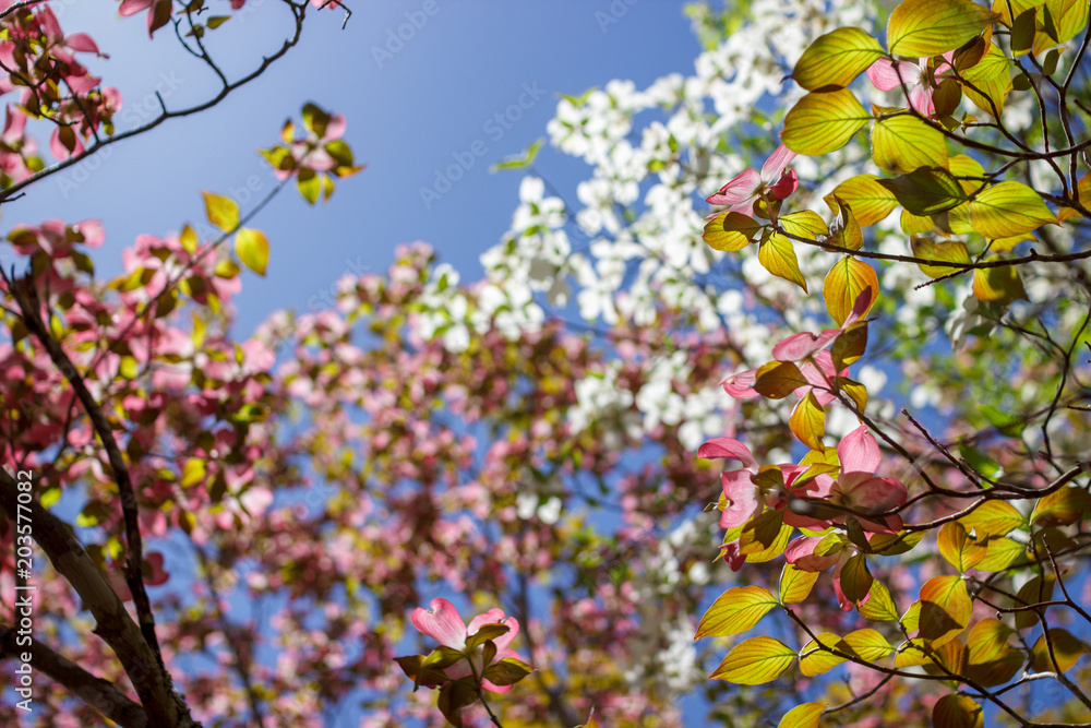 White Dogwood tree or Cornus florida in full bloom against blue sky. Hanamizuki, Cornus florida, Flowering Dogwood